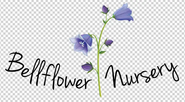 Bluebell Flower Plant PNG Transparent Background