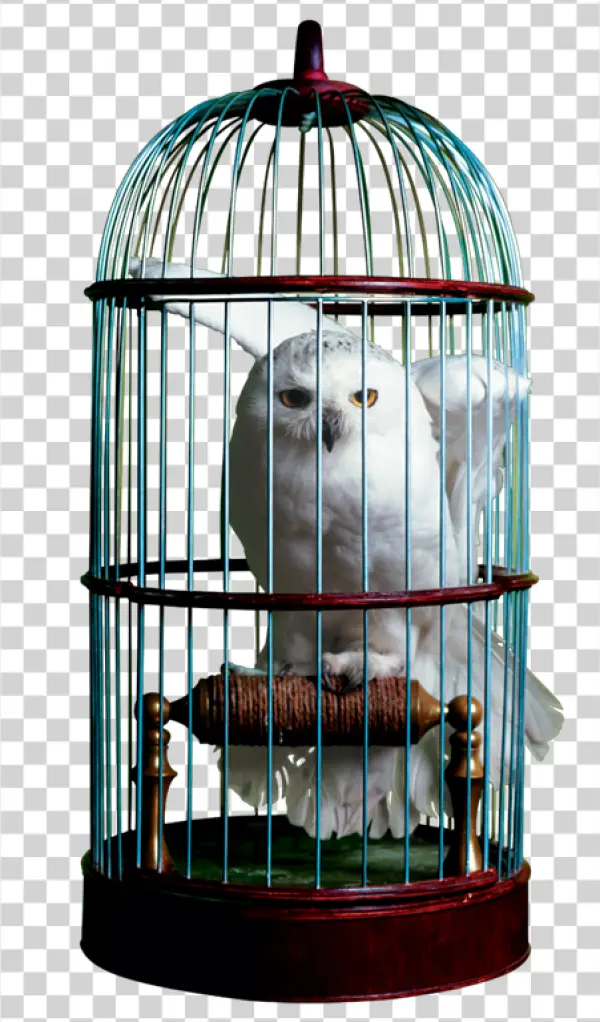 Snowy Owl in Ornate Birdcage PNG Transparent