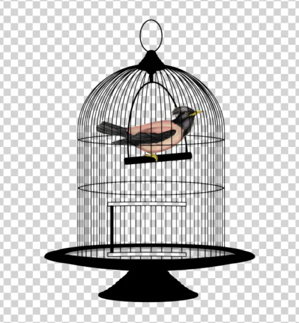 Bird in Cage PNG Transparent Background