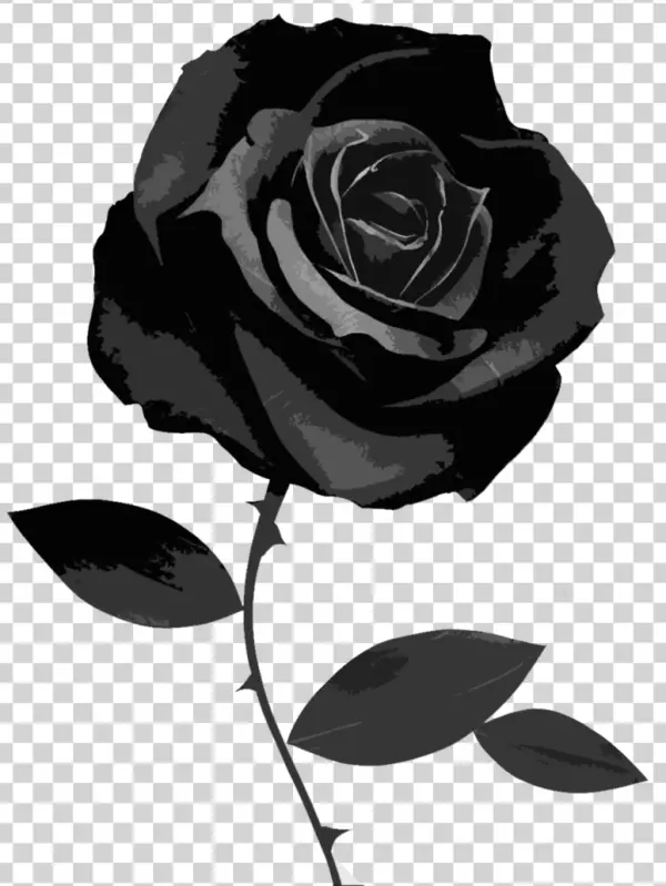 Black Rose PNG Transparent Background