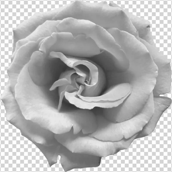 Black and White Rose Transparent PNG