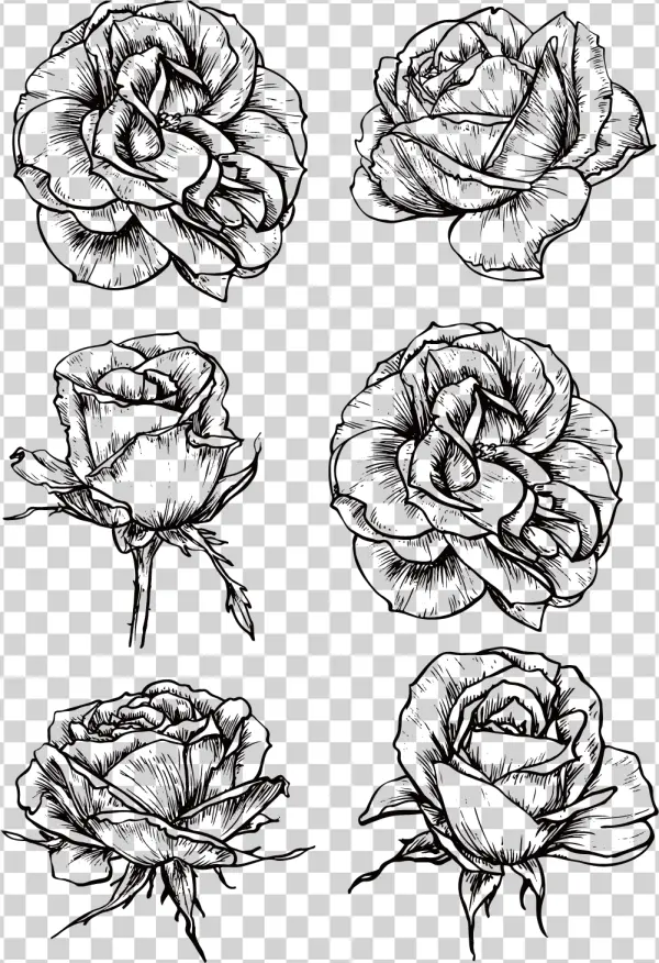 Detailed Rose Line Art Illustrations PNG