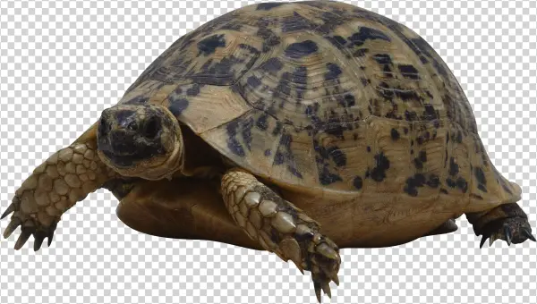 Sea Turtle Png File