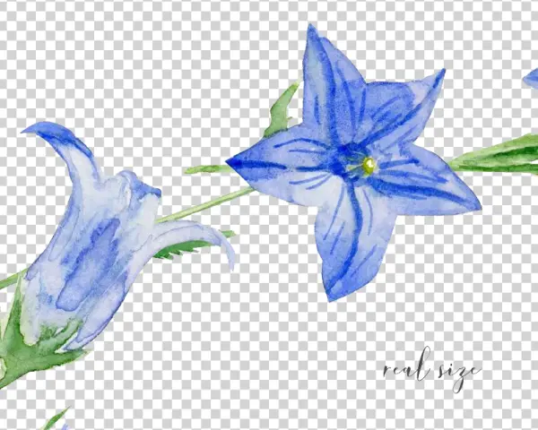 Blue Watercolor Bellflowers PNG Transparent