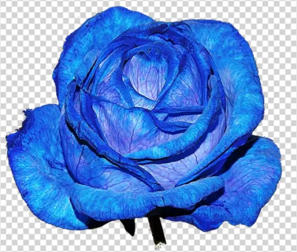 Blue Rose PNG Transparent Background