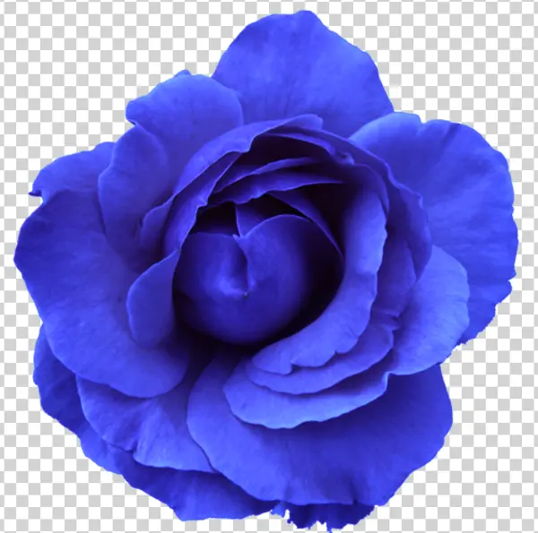 Blue Rose PNG Transparent Background