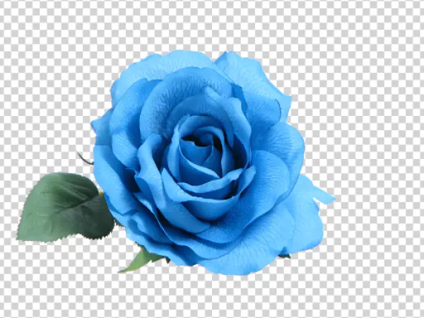 Vibrant Blue Rose PNG Transparent Background