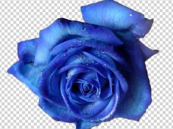 Blue Rose with Water Drops PNG Transparent Background