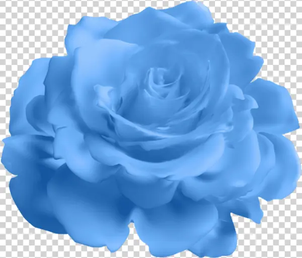 Beautiful Blue Rose PNG Transparent Background