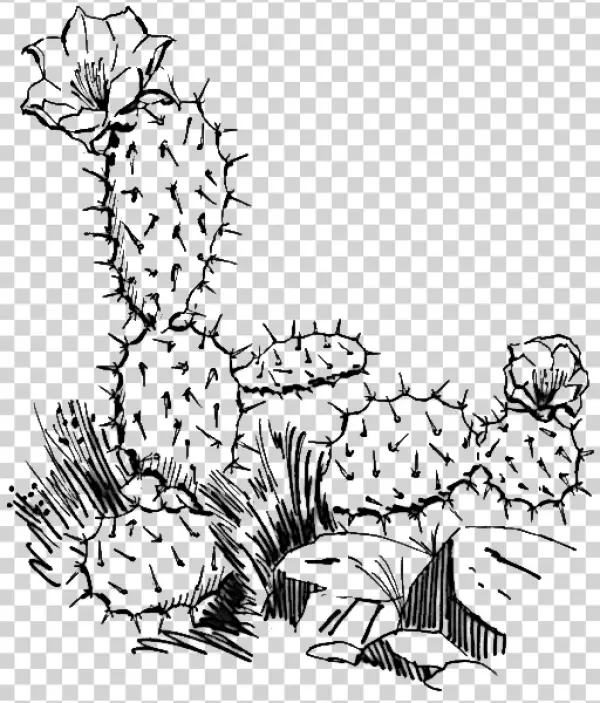 Vintage Black and White Cactus Illustration PNG