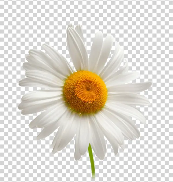 White Daisy Flower PNG Transparent Background