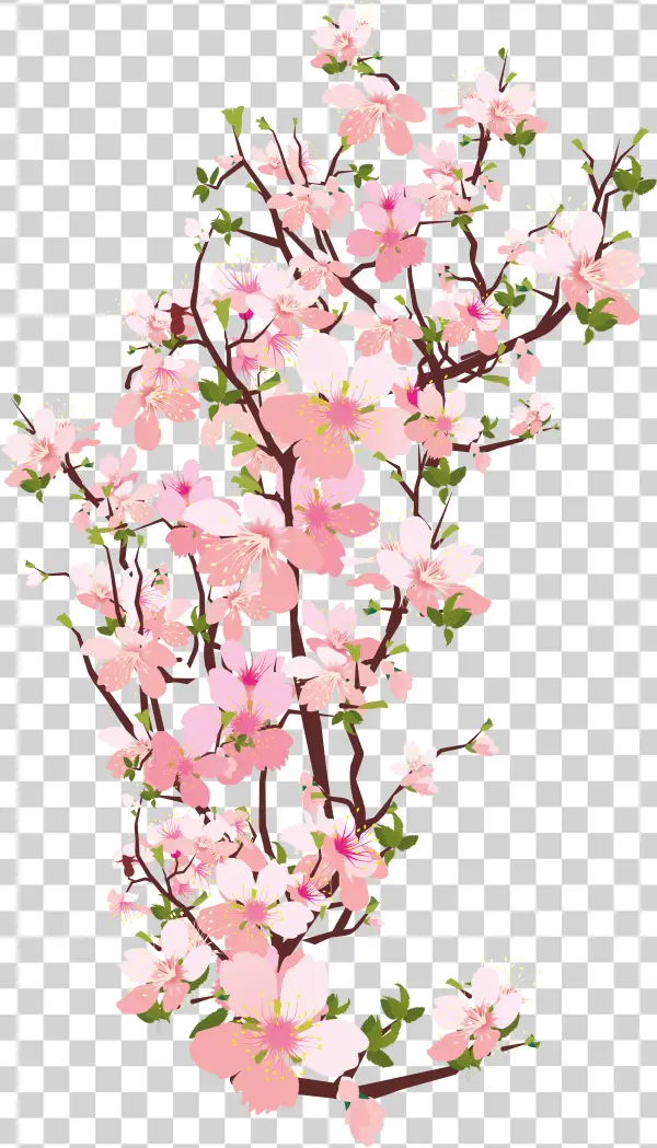 Cherry Blossom Branch PNG Transparent Background