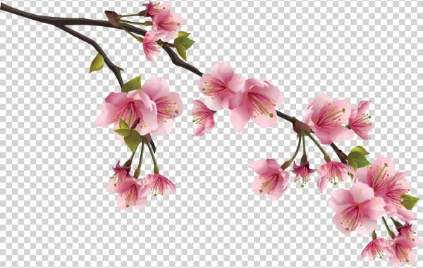 Pink Cherry Blossom Branch PNG Transparent