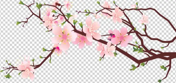 Cherry Blossom Branch PNG Transparent Background