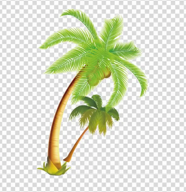 Tropical Palm Trees Transparent PNG