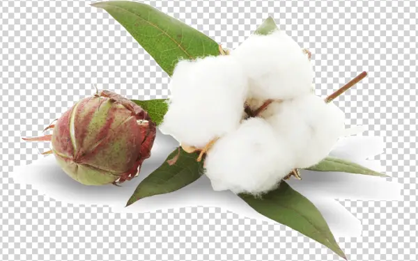 Natural Cotton Boll and Leaves PNG Transparent