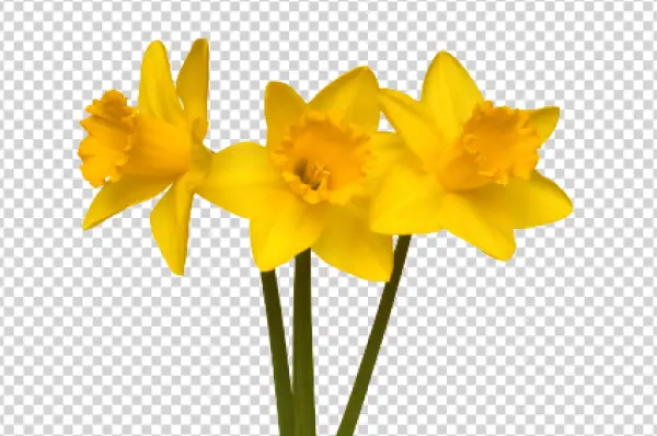 Yellow Daffodils Transparent Background PNG