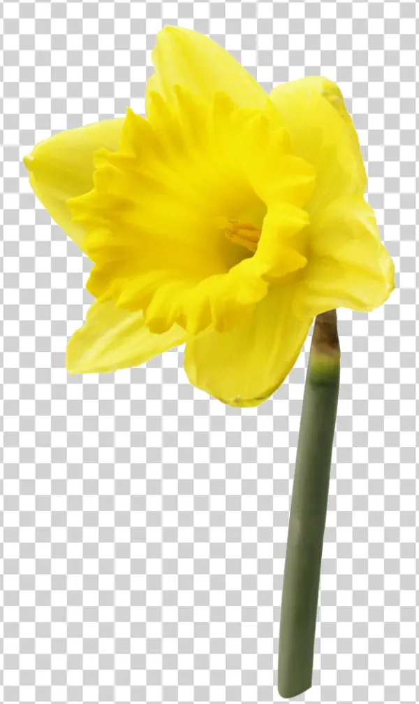 Yellow Daffodil Flower PNG Transparent Background
