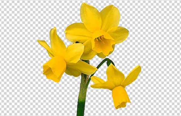 Three Yellow Daffodils PNG Transparent Background