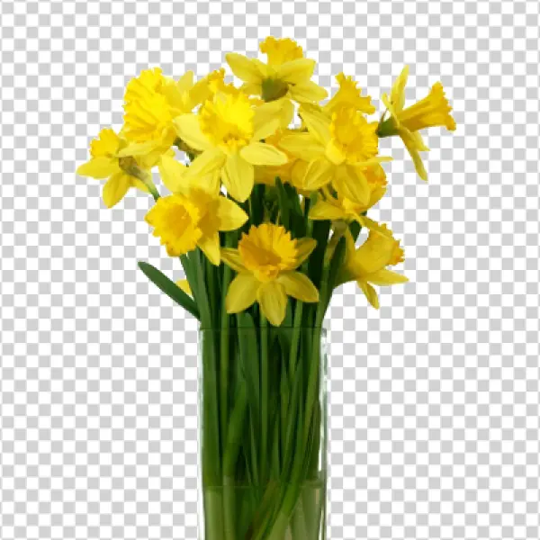 Yellow Daffodils in Glass Vase PNG Transparent
