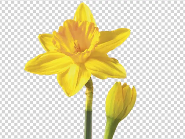 Daffodil Flower and Bud PNG