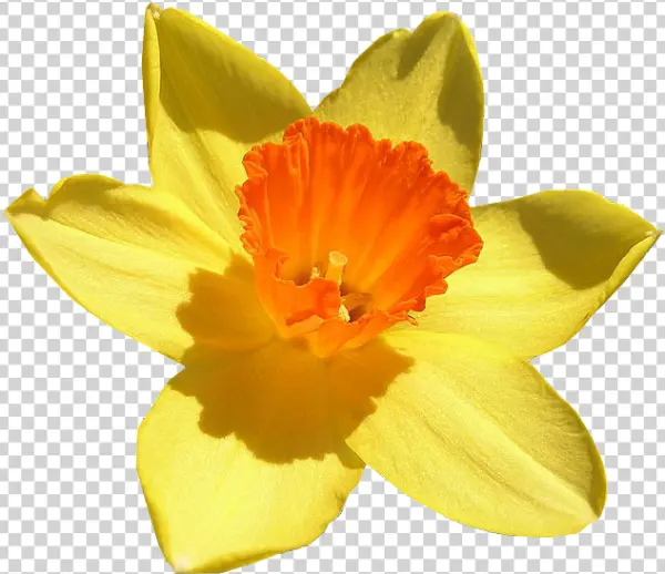 Yellow Daffodil Flower PNG Transparent Background
