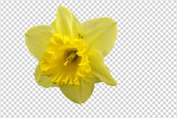 Yellow Daffodil Flower PNG Transparent Background
