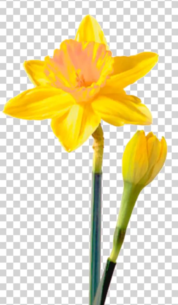 Yellow Daffodil Flower and Bud PNG Transparent Background