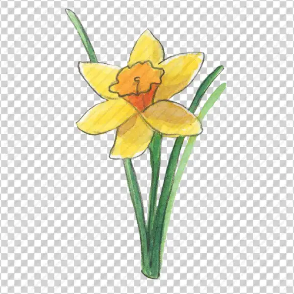 Watercolor Daffodil Flower PNG Transparent Background