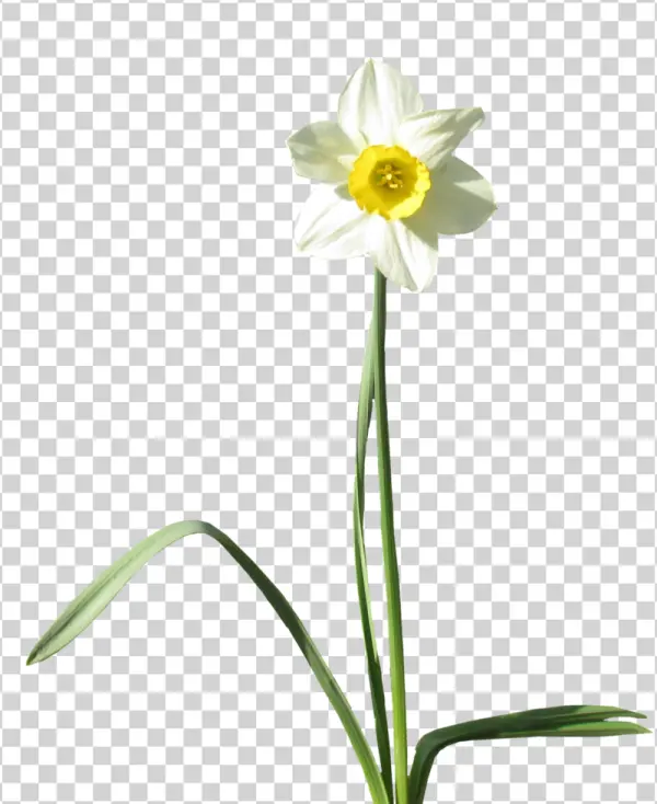 White Daffodil Flower PNG Transparent Background