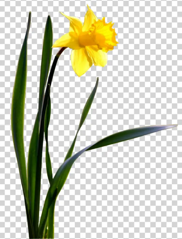 Bright Yellow Daffodil Flower PNG Transparent