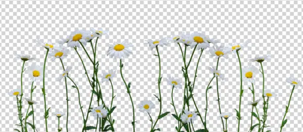 Daisy Flowers Row PNG Transparent Background