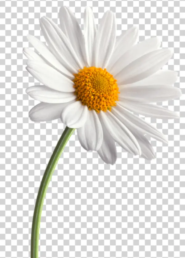 Daisy Flower with Transparent Background PNG