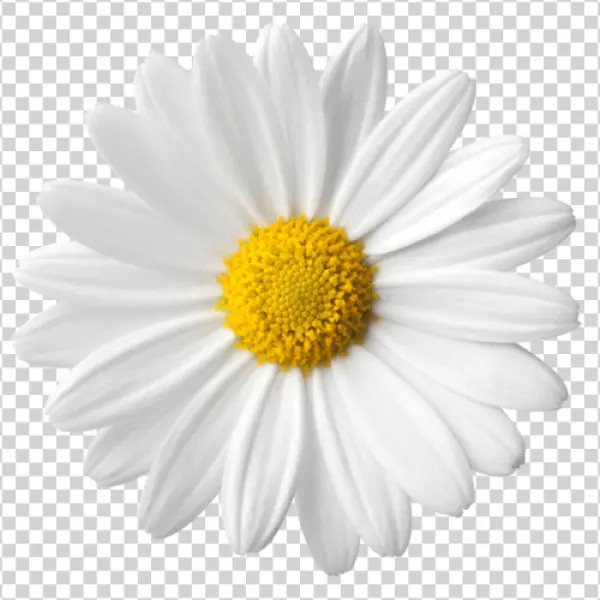 White Daisy Flower PNG Transparent Background