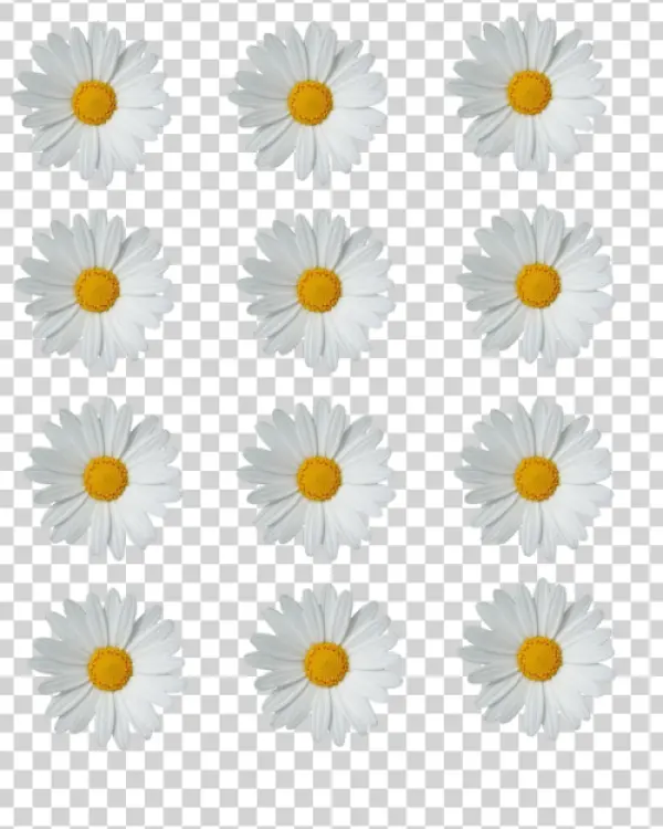 White Daisy Flowers PNG Transparent Background