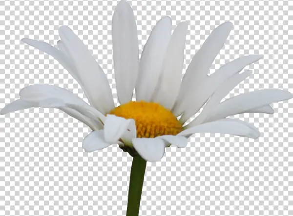 White Daisy Flower PNG Transparent Background
