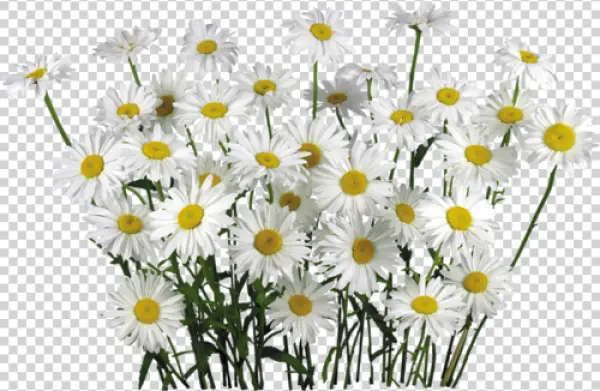 White Daisy Flowers Bunch PNG Transparent Background