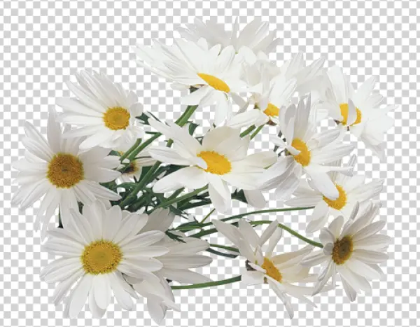 White Daisy Flowers PNG Transparent Background