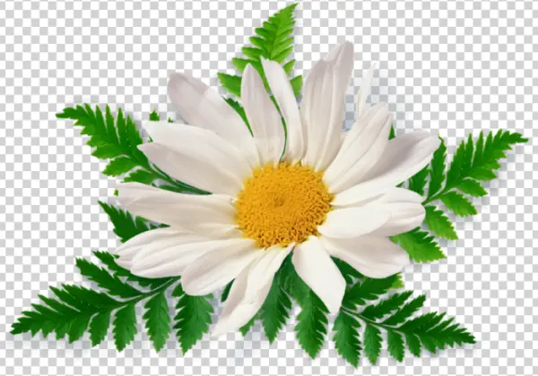 Daisy Flower with Fern Leaves PNG Transparent Background