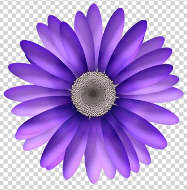 Vibrant Purple Gerbera Daisy PNG Transparent Background