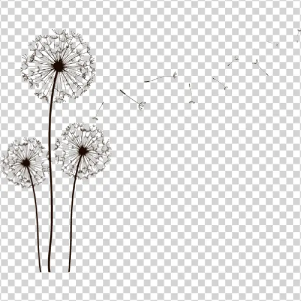 Dandelion Seeds Blowing PNG Transparent Background