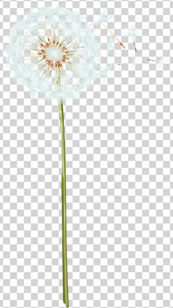 Dandelion With Seeds Blowing PNG Transparent Background