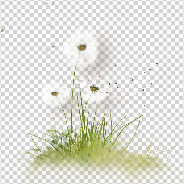 Dandelions with Blowing Seeds and Grass PNG Transparent