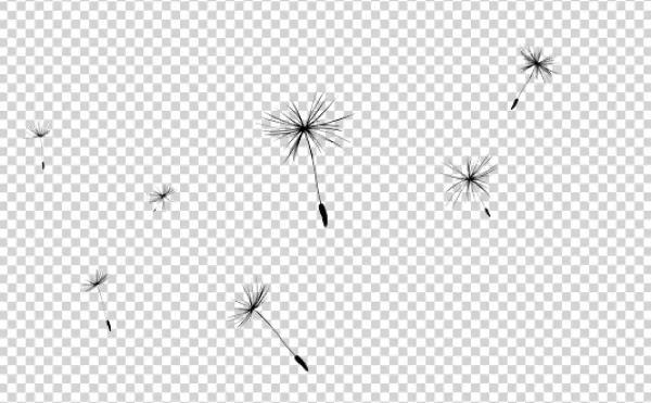 Flying Dandelion Seeds PNG Transparent Background