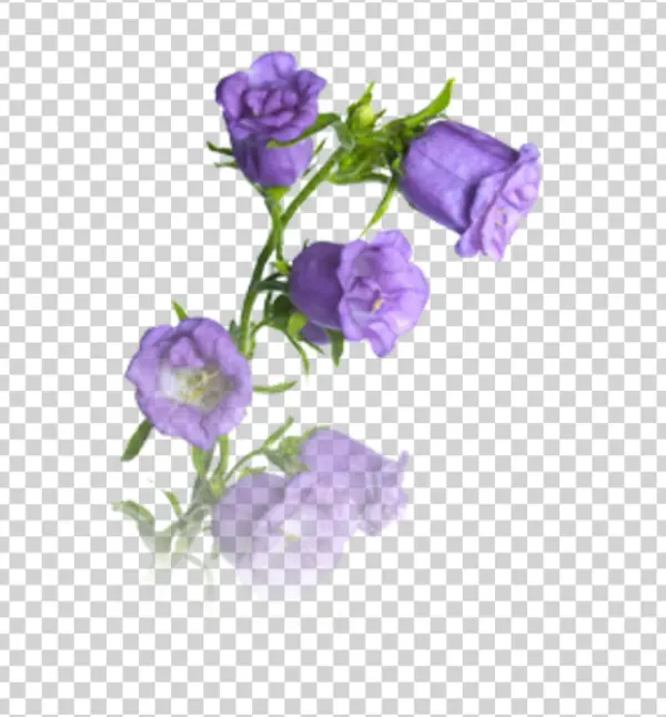 Purple Bellflowers Branch PNG Transparent Background