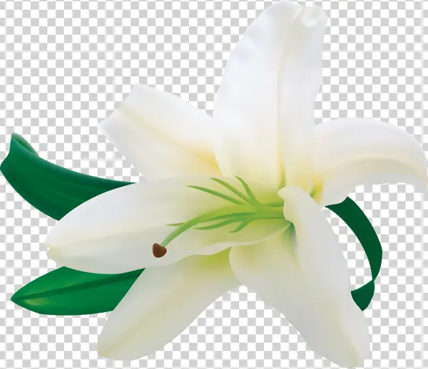 White Lily Flower PNG Transparent Background