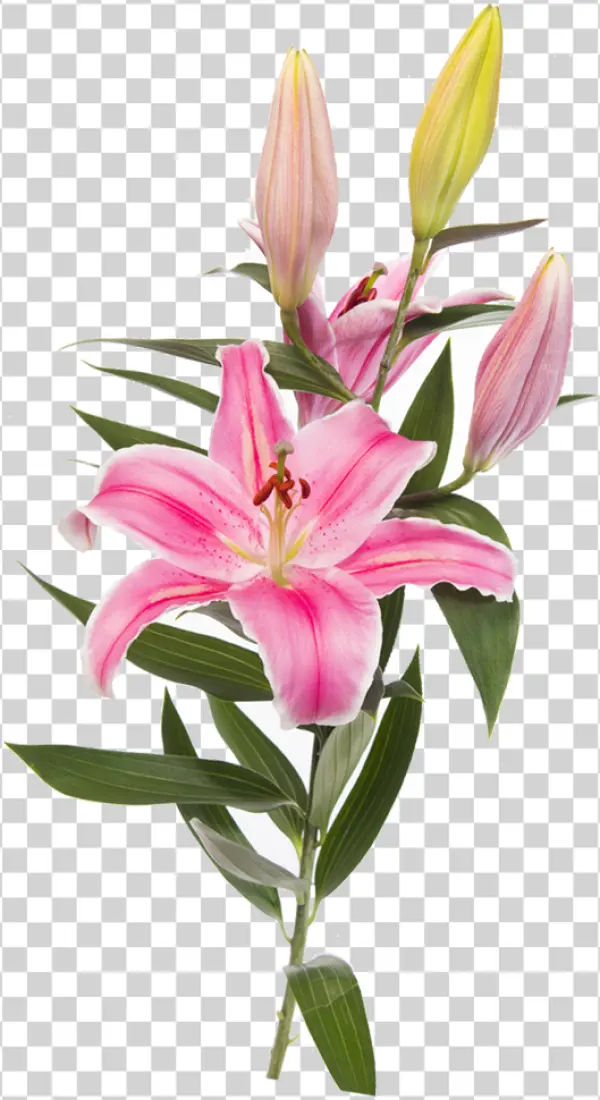 Pink Lily Flowers PNG Transparent Background