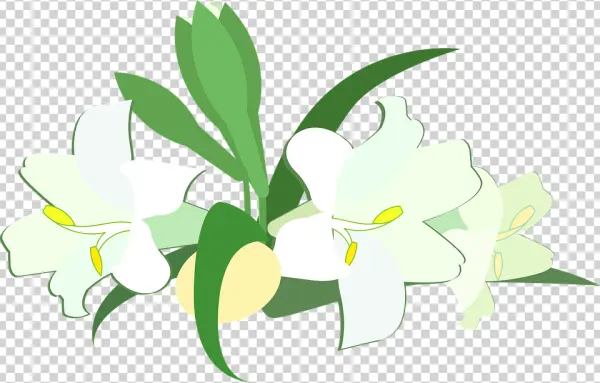 White Lily Flowers PNG Transparent Background