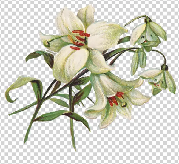 Vintage White Lilies and Snowdrops Bouquet PNG