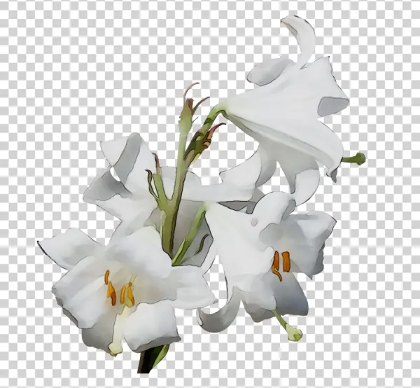White Lily Flowers Transparent PNG
